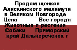 Продам щенков Аляскинского маламута в Великом Новгороде › Цена ­ 5 000 - Все города Животные и растения » Собаки   . Приморский край,Дальнереченск г.